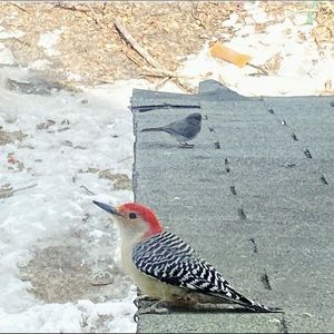 Meet your Posher, Sharon